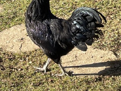 Ayam Cemani