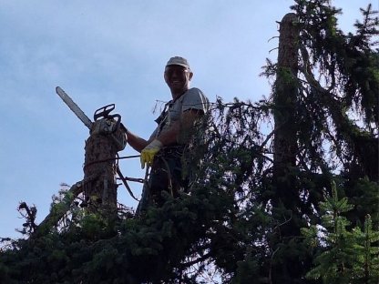 Bild 4:Baumrodung Baumabtragung