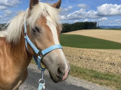 1 1/2-jähriger Haflingerhengst