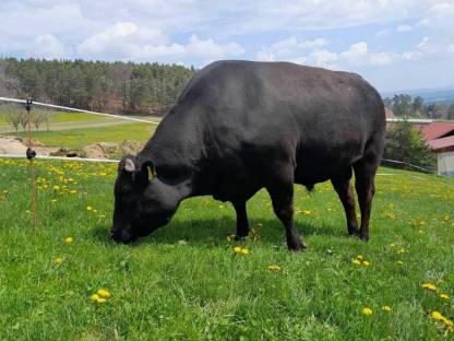 Fullblood Wagyu Zuchtstier