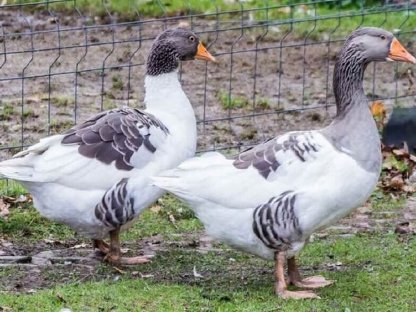 Pommersches Gänsetrio erfahren in Brut und Aufzucht