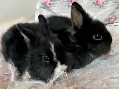 Löwenkopf Löwenköpfchen Kaninchen Zwerghasen Zwergkaninchen