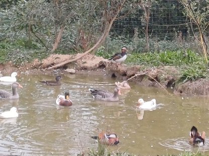 Mandarinen Enten