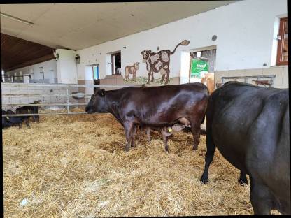 Bild 3:Verkaufe Wagyu-Kälber, Mutterkühe