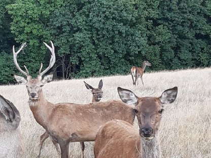 Damhirsche, Rothirsche