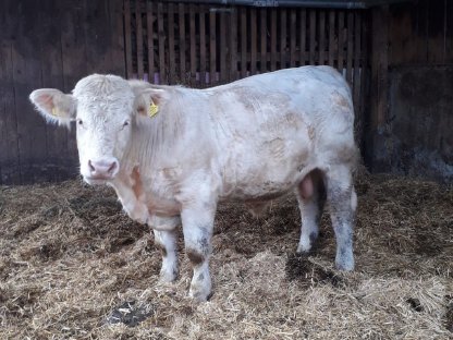 Charolais-Zuchtstier zu verkaufen