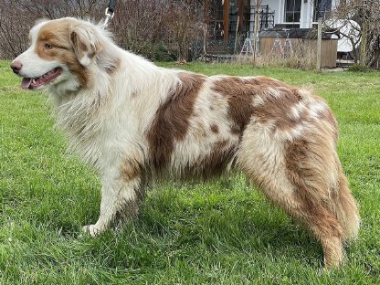 Australian Shepherds abzugeben