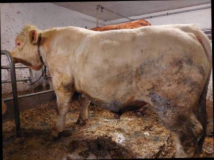 Sprungstier Charolais reinrassig geb. 20.06.2023