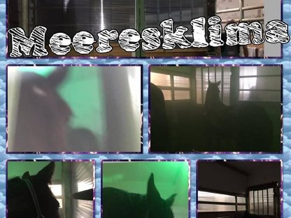 Bild 9:Pferdeeinstellplätze