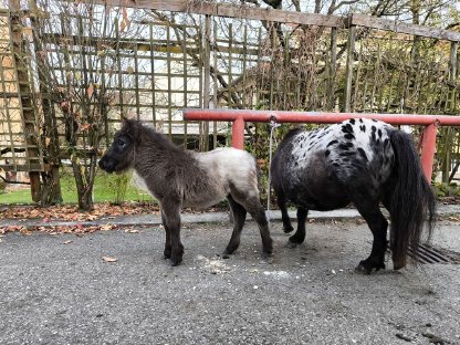 Verschiedene Ponys und Pferde, therapiegeeignet