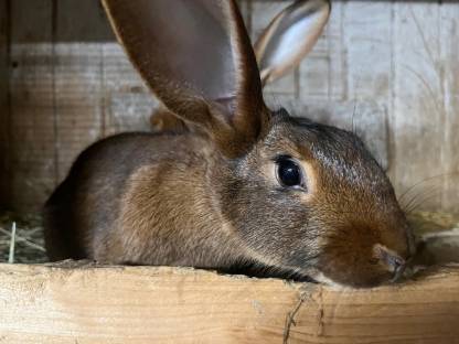 Hasenkaninchen