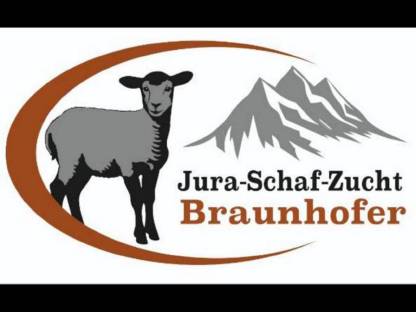 Juraschafe Herdebuch-Zuchtklippern