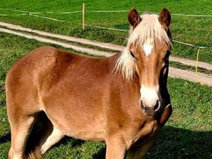 Haflinger Hengstfohlen