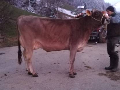 Brownswiss Erstmelkkuh