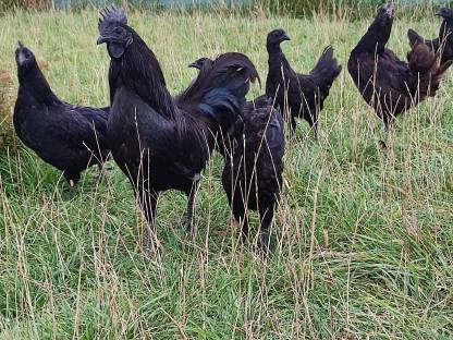 Ayam Cemani Hahn und Henne