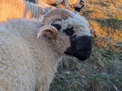 Walliser Schwarznasen Widder