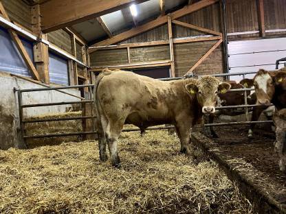 Bio Blonde d'Aquitaine Stier