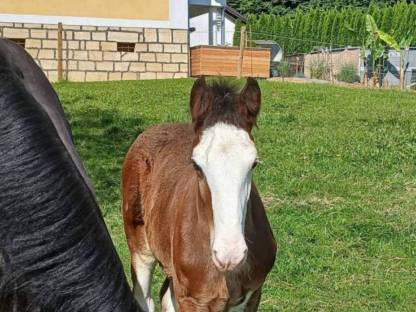 Shire Horse Hengstfohlen