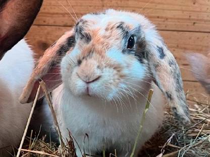 Mini Lop