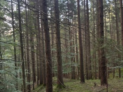 Wald 2 ha in Graz-Umgebung, Gemeinde Dobl-Zwaring