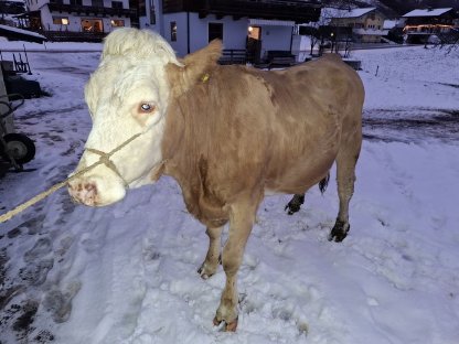 Top Fleckvieh Erstlingskuh aus Aufzuchtbetrieb