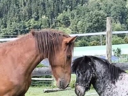 Bild 4:2 einzigartige, seltene Ponys für die eigene Familie