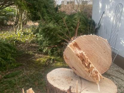 Bild 3:Baumfällung, Holzschlägerung