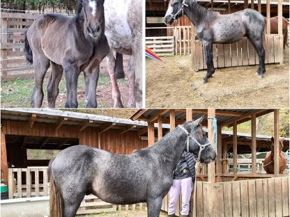 Bild 3:Spanier Braunschimmelhengst