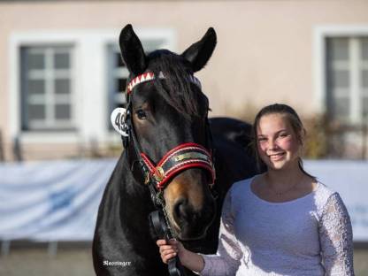 Braune Noriker Zuchtstute ZITA