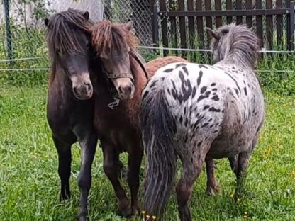 Bild 8:2 einzigartige, seltene Ponys für die eigene Familie