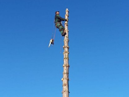 Bild 7:Baumrodung Baumabtragung