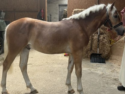 Haflinger-Jung-Hengst