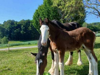 Shire Horse Hengstfohlen Sir Maximus