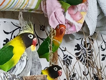 Pfirsichköpfchen