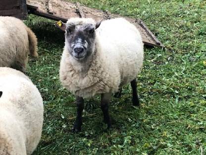 Shropshire Bock