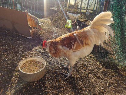 Bild 4:Thüringer Barthahn