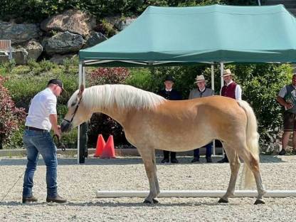 StPr. Haflinger Stute CALIFORNIA