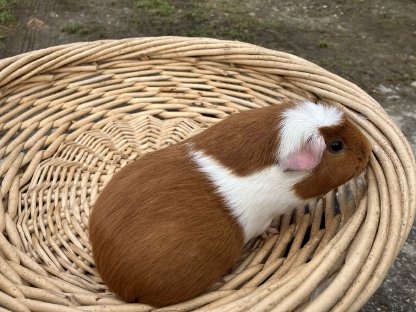 Crested Meerschweinchen