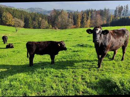 Bild 2:Verkaufe Wagyu-Kälber, Mutterkühe
