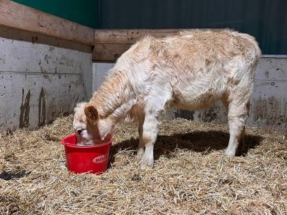 BIO Kalb Fresser Kreuzungskalb