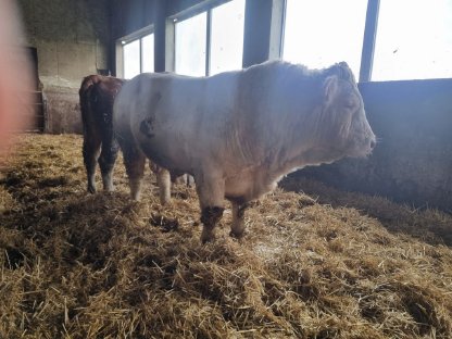 Verkaufe Charolais Zuchtstier