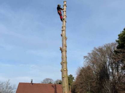 Holzschlägerung