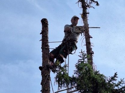 Bild 3:Baumrodung Baumabtragung