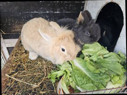 Zwergkaninchen mit Stall