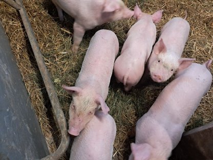 Ab sofort BIO Ferkel Landrasse x Pietrain zu vergeben