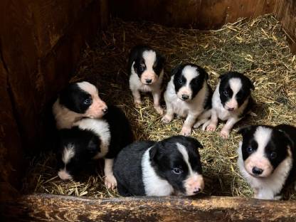 Border Collie Welpen