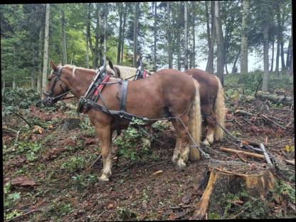Bild 2:Holzrücken mit Pferden