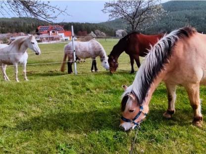 Offenstall Einstellplatz frei