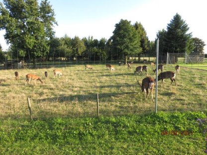 Sika-Schmal- und Alttiere - Landkreis Traunstein Obb.