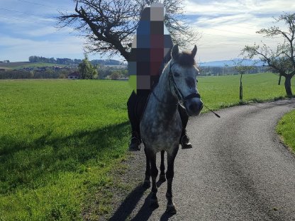 Ungarisches Ausreitpferd